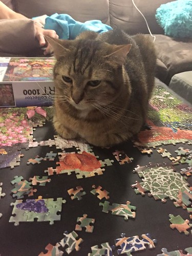 cat on a puzzle