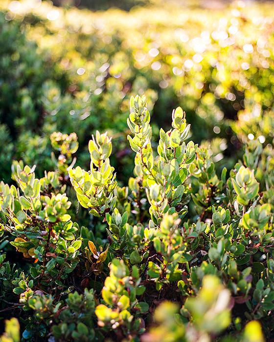 © 2016. Huckleberry bushes on 17-Mile Drive in Monterey County, California. Monday, Oct. 31, 2016. Portra 400, Pentax 6x7.