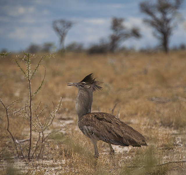 NAMIBIA & KRUGER por libre: 21 días Very WILD - Blogs de Africa Sur - Parque Nacional ETOSHA (29)