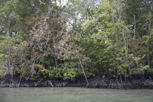 Mangroves at Sungei Besar, Noordin Beach, Pulau Ubin after oil spill in East Johor Strait