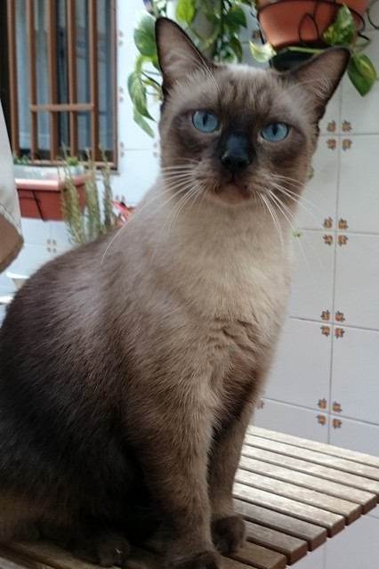 Sting, gato siamés de ojazos azules excelente compañero, nacido en Agosto´13, en adopción. Valencia. ADOPTADO. 21827739760_426c39c11c_z