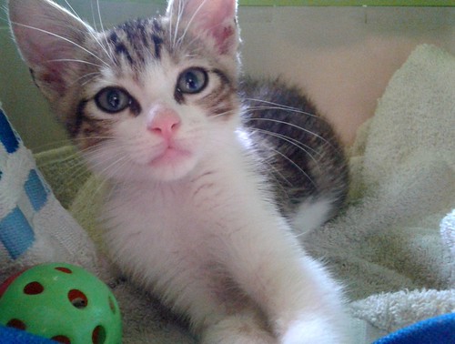 Tritón, gatito blanquipardo tímido y guapo nacido en Agosto´15, en adopción. Valencia. ADOPTADO. 22096387900_d80a676ae4