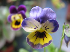 Purple Pansies | Audrey | Flickr