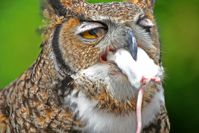 Great Horned Owl Eating Closeup This is a great horned owl… Flickr