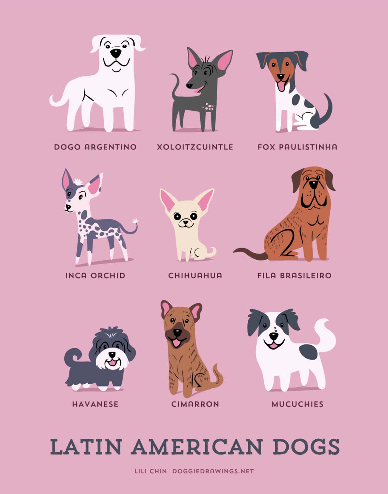 Origin Of Dogs: Cute Illustration By Lili Chin Show Where Dog Breeds Originating From #5: Latin American Dogs