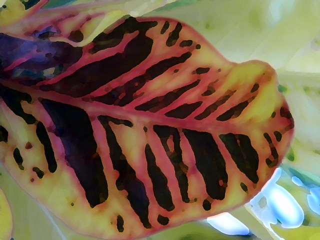 Multi-coloured spotted Croton leaf