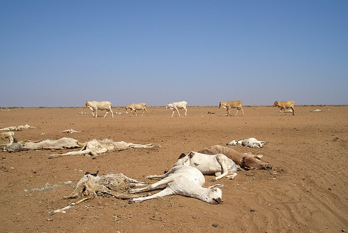 連年乾旱，肯亞北部的動物因饑荒而死亡。圖片來源：樂施會Oxfam International。（CC BY-NC-ND 2.0）