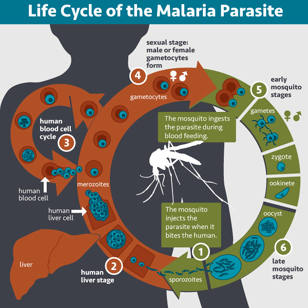 Image result for cycle of malaria