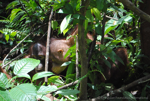 Orangutan Foundation International Kobe & Ryan