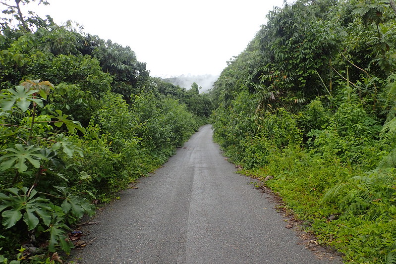 Carretera asfaltada en la selva.