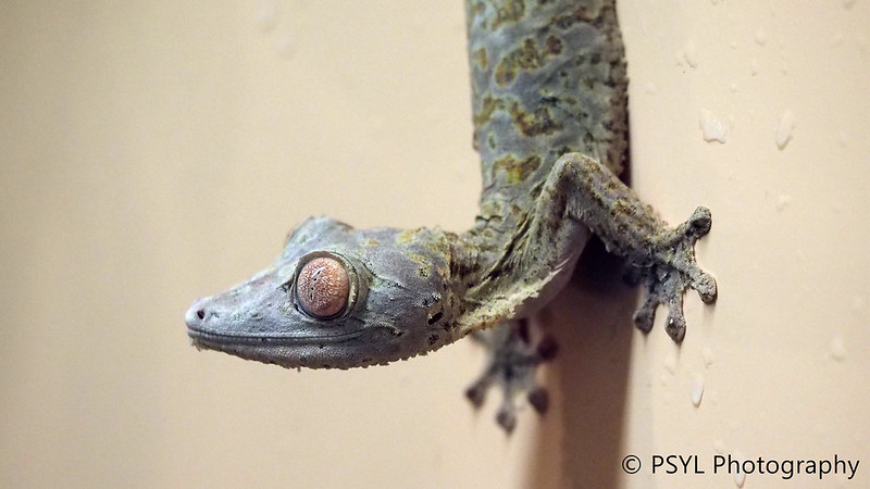 Frilled leaf-tailed geckos (Uroplatus henkeli)