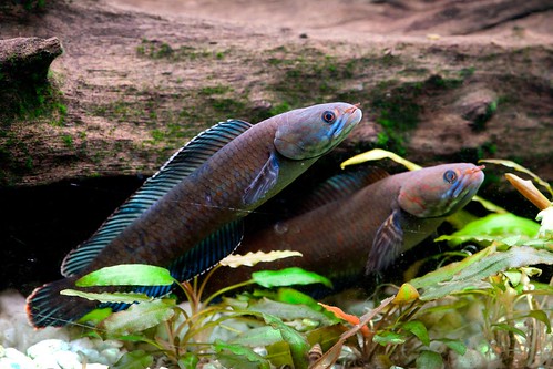喜馬拉雅山區發現新種「會走路的魚」（blue walking snakehead fish）。Henning Strack Hansen。圖片來源：WWF。