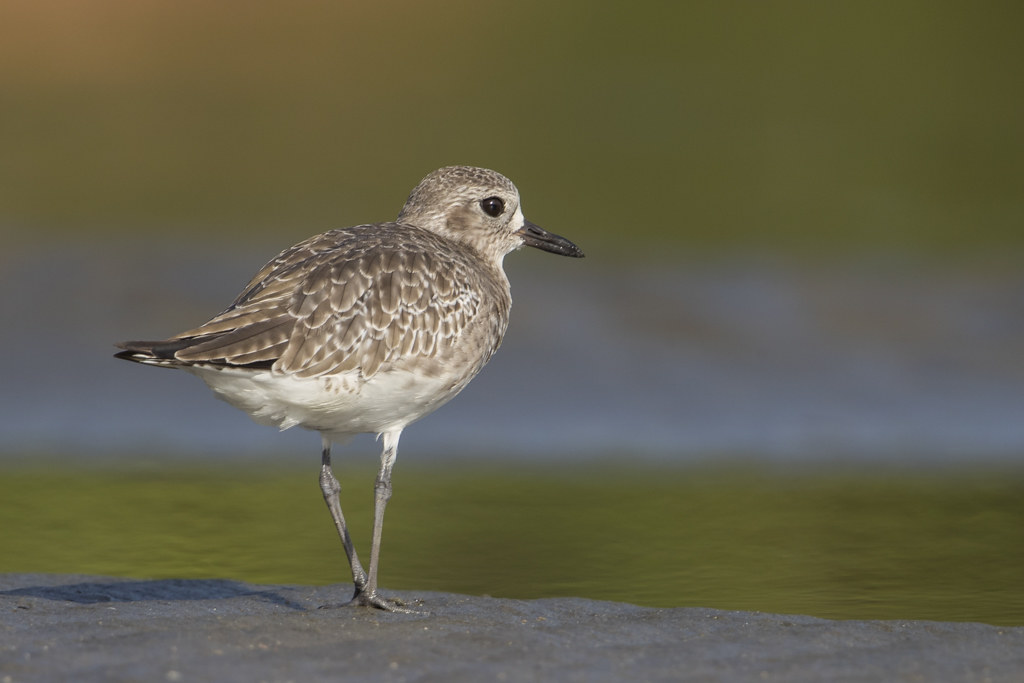 Grey Plover    Gambia 2016