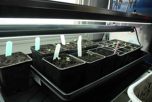 March 11th status of March 4th sowing
