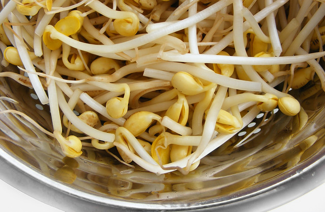 soy bean sprouts