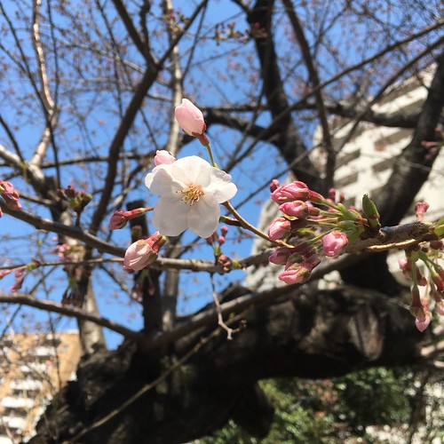 タコ公園の桜 2017.3.28 午前