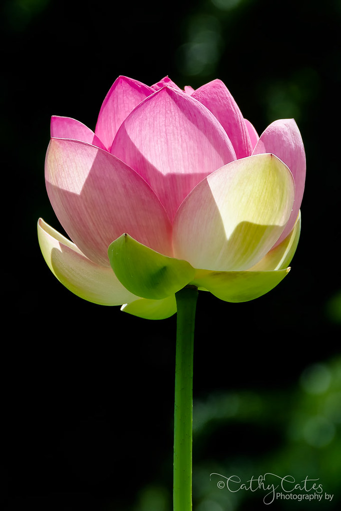 Lotus Flower Standing Tall