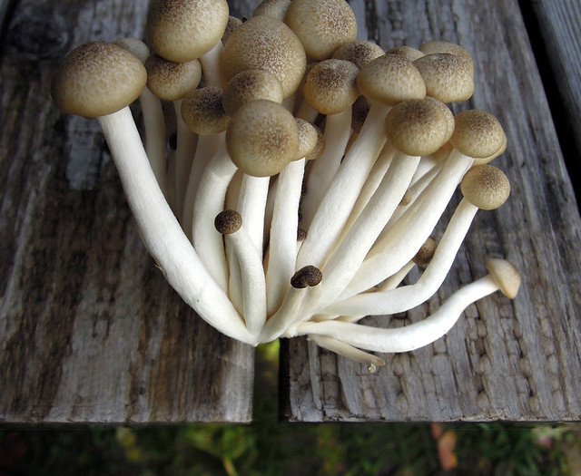 brown-beech-mushrooms