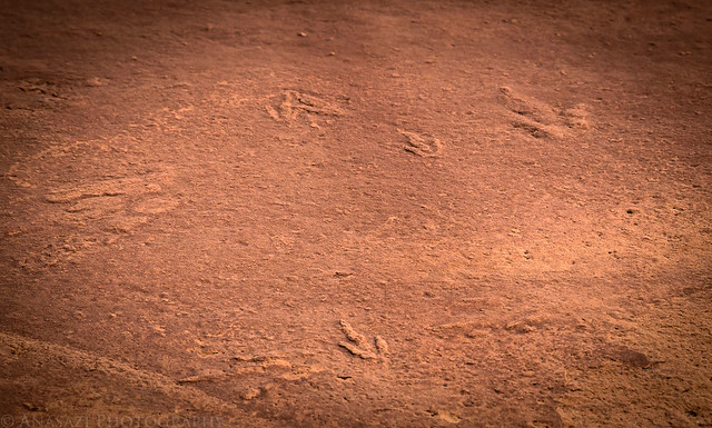 Little Dinosaur Tracks