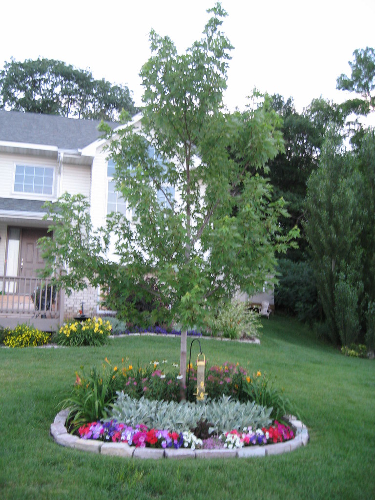 Tree in front yard #1 | This has been pinned in Pinterest ...