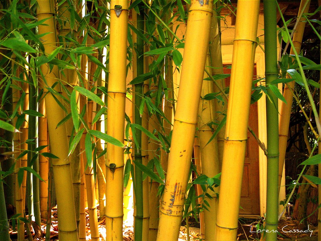 Аурея желтый бамбук. Самый толстый бамбук. Бамбук желтеет. Бамбук стал желтый.