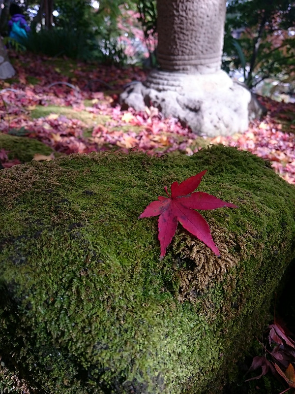 50 оттенков красного: сезон кленовых листьев в Японии 2016)))