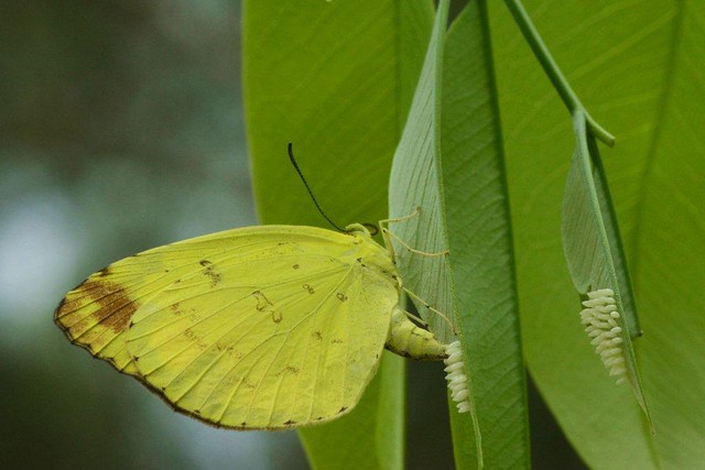 阿勃勒上產卵的台灣黃蝶。圖片來源：金門國家公園管理處提供。