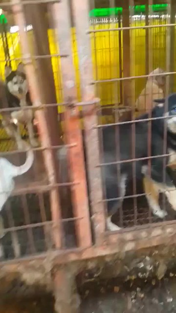 Call for Action: Illegal puppy mill/dog farm in Nonsan, Deokpyeong-ri.