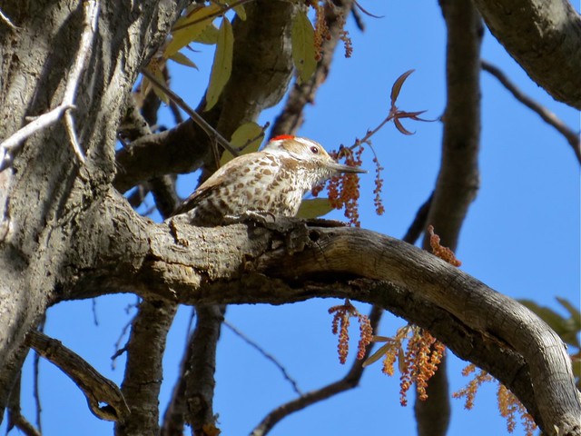 Arizona Woodpecker at Madera Canyon in Santa Cruz County, AZ
