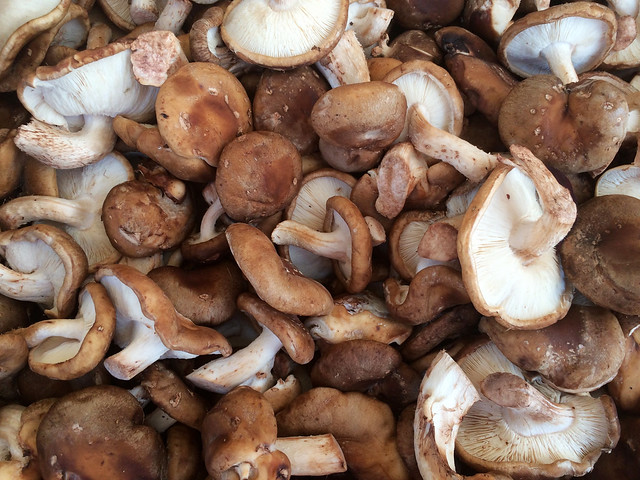 shitake-mushrooms-2