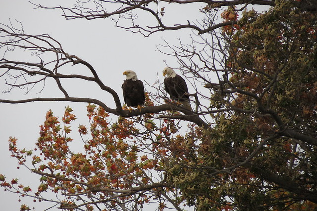 American Bald Eagles at Mason Neck State Park, Virginia 