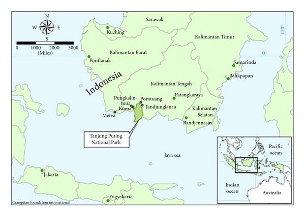 BORNEO-KALIMANTAN CENTRAL - PARQUE NACIONAL TANJUNG PUTING - UNA AVENTURA LLAMADA INDONESIA (5)