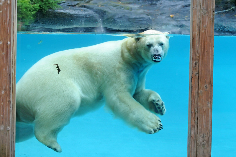 La Fleche Taiko Einer Der Stars Von Une Saison Au Zoo Eisbaren Im Zoo Polar Bears In Zoos