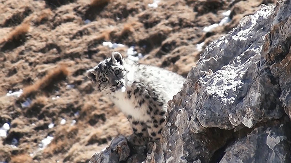 ① the Snow Leopard survival crisis: food 30% from the herders of cattle and sheep, revenge killing never stopped