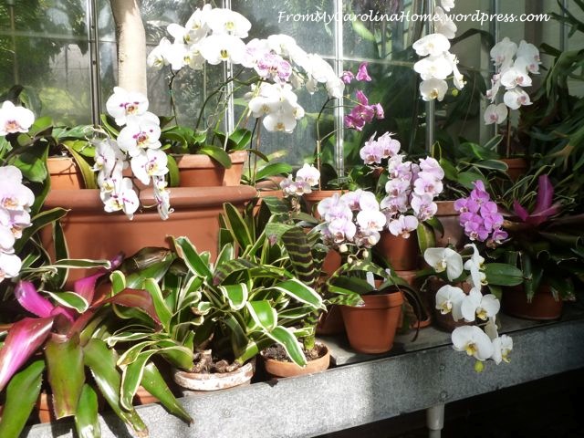 Orchid Garden 6