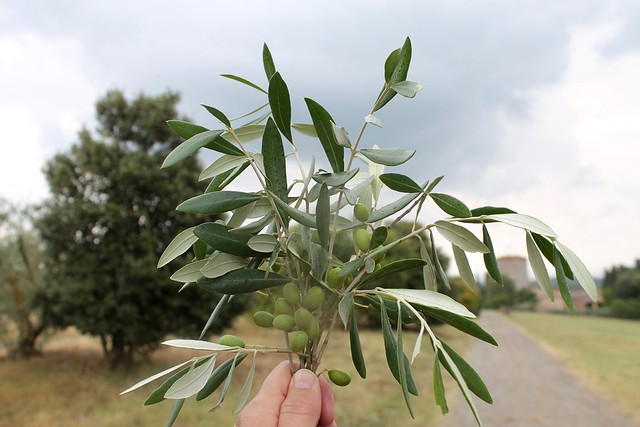 A few Sprigs from an olive tree in Tuscany