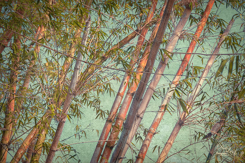 Image of bamboo trees