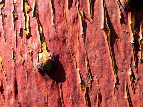 Arbutus bark patterns in orange and dark red (Vancouver Island, BC, Canada)