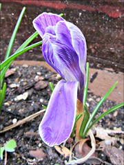 Pickwick crocus, nearing the end
