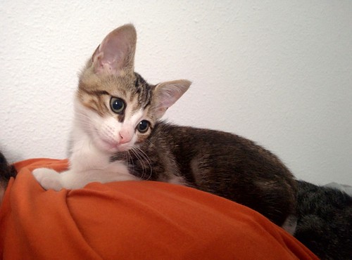 Tritón, gatito blanquipardo tímido y guapo nacido en Agosto´15, en adopción. Valencia. ADOPTADO. 22137376093_2a9b38ef88