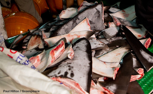 順德慶888割鰭棄身、非法轉載，包括CITES附錄二名單紅肉丫髻鮫也入列，終使歐盟將台灣列入打擊IUU不合作國警告名單。圖片提供：綠色和平。