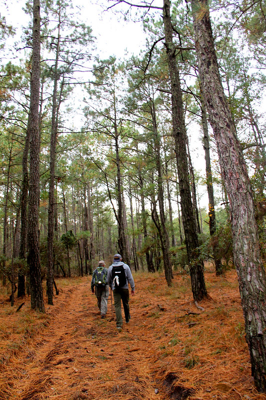 Hiking down a soft pine needle laden path through a maritime forest at False Cape State Park, Va