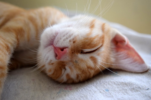 Kuga, gatito naranja ojos miel nacido en Julio´15, en adopción. Valencia. ADOPTADO. 21474434459_ff77387ee2