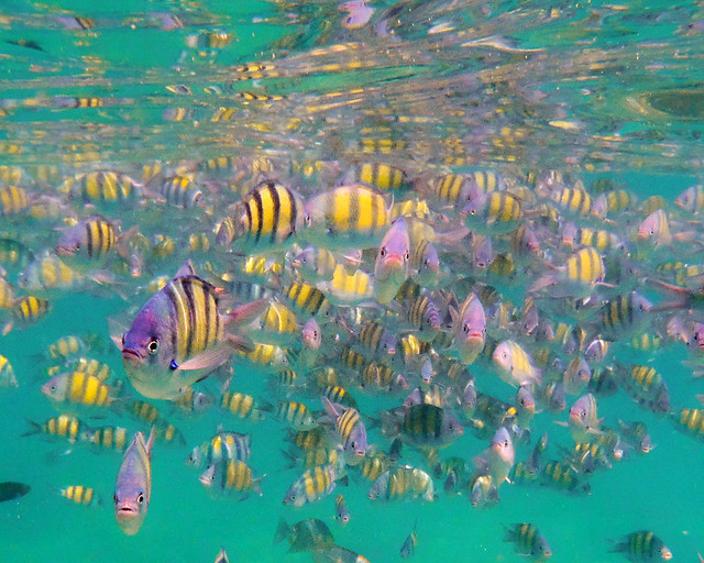 Peces sargento en grupo bajo las aguas del mar de Andamán