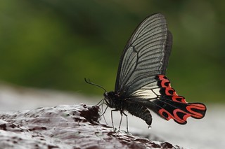 台灣寬尾鳳蝶的成蟲。攝影：呂晟智；林務局提供。