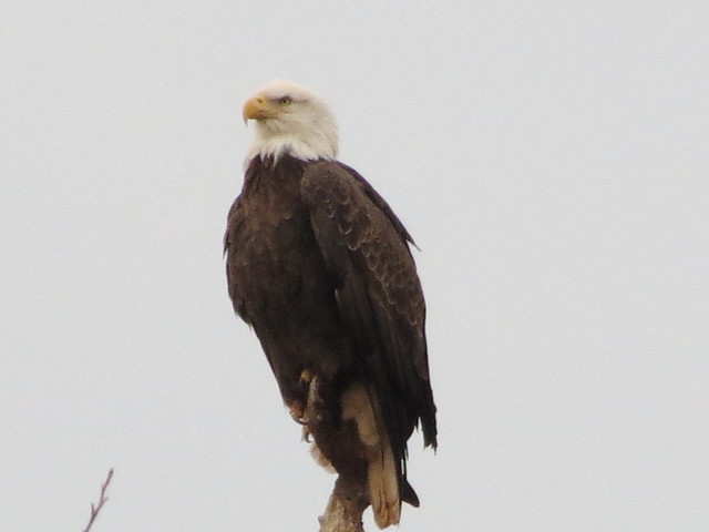 American Bald Eagle at Mason Neck State Park, Virginia