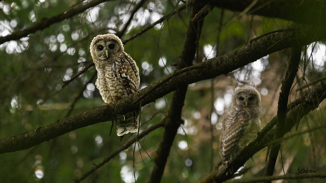 Imature Barred Owls