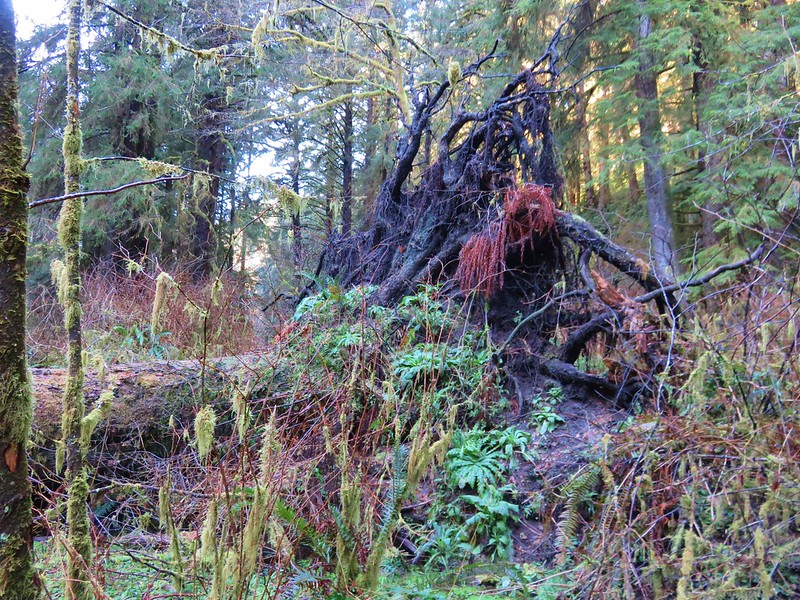 BIg tree down in the Rock Creek Wilderness