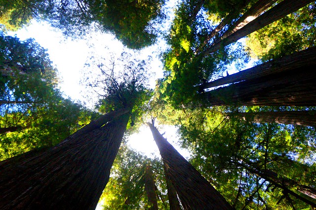 The Mighty Redwoods