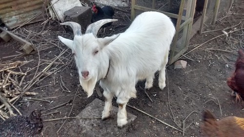 goats Mar 17 (3)